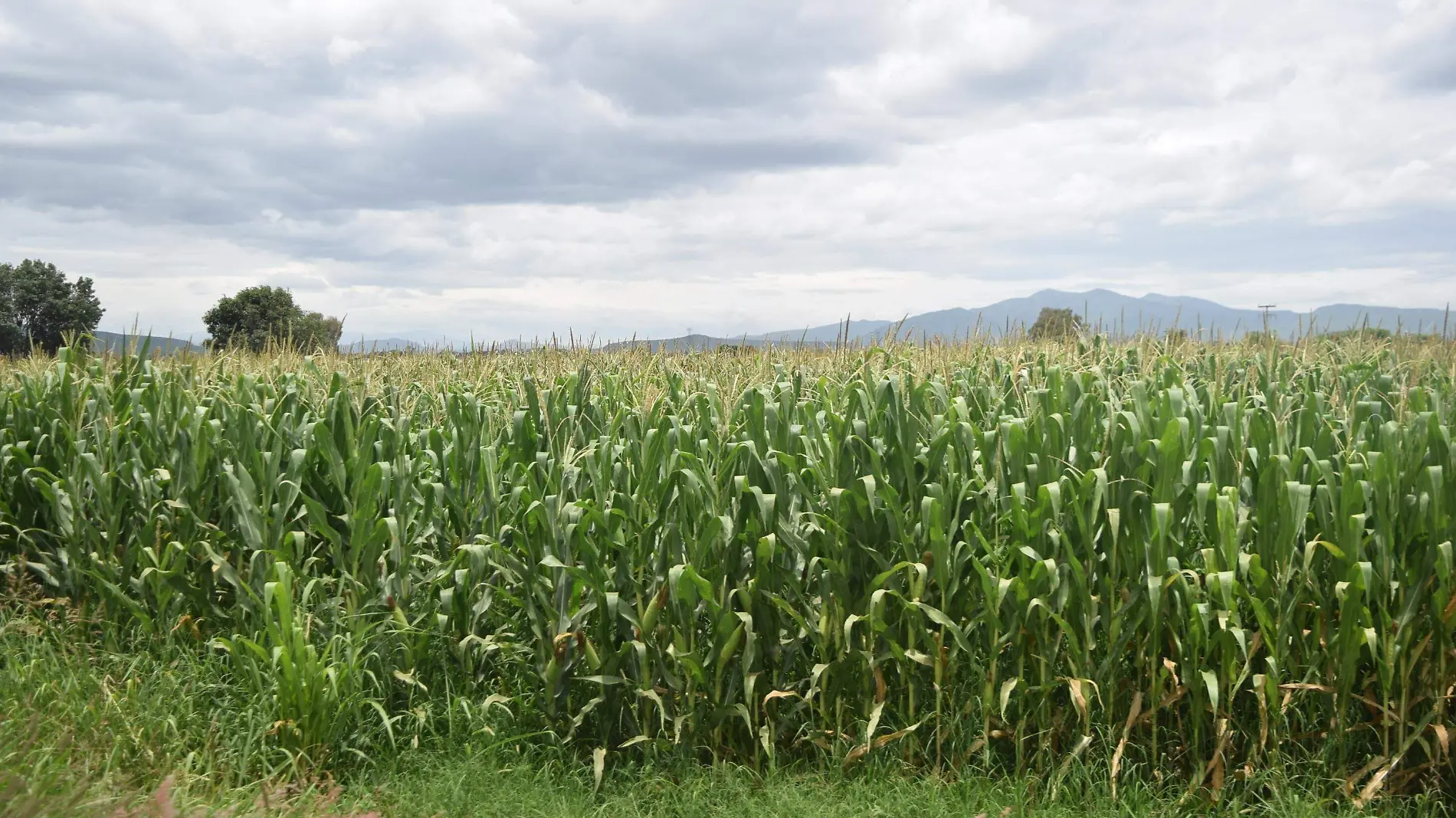 Regidor gestionará apoyos para el campo. Foto Jacob Cabello